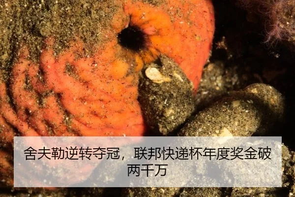 she-fu-lei-ni-zhuan-duo-guan-lian-bang-kuai-di-bei-nian-du-jiang-jin-po-liang-qian-wan-2-884.jpg